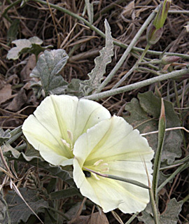 גליל. צילום: © שמעון כהן-סיוון