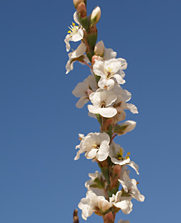 שפך נחל שורק, אוגוסט. צילום: © דרור מלמד