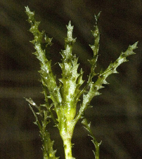 מלחת הנעמן, אוגוסט. צילום: © יהודה מרטה