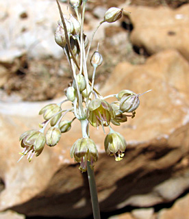 חרמון, אוגוסט. צילום: © ערגה אלוני