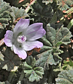 אוגוסט. צילום: © שמעון כהן-סיוון