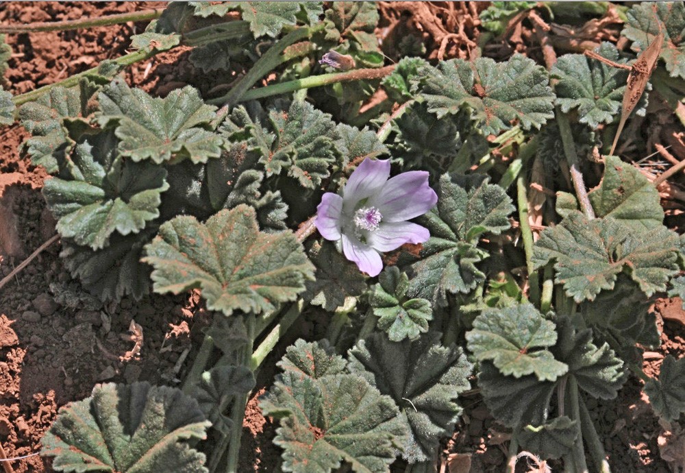 מראה כללי. צילום: שמעון כהן-סיוון