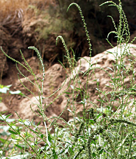 שפך נחל אורן בכרמל, אוגוסט, צילום: © דרור מלמד