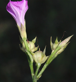 החולה, אוגוסט. צילום: © שמעון כהן-סיוון