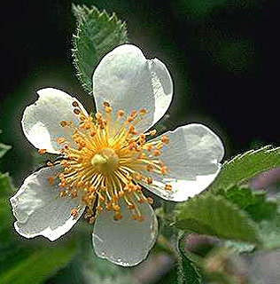 צילום: © עמיקם שוב