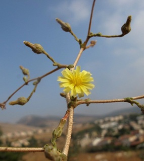 חסה שיכנית. צילום: © עירית צוק קובצ'י
