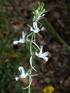 כרמל, מרץ. צילום: © דרור מלמד