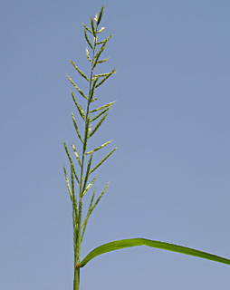 אוגוסט. צילום: © דרור מלמד