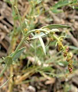 שרון, ספטמבר. צילום: © ערגה אלוני