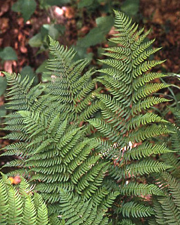 צילום: © מייק לבנה