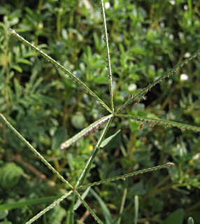 שפלה, ספטמבר. צילום: © שרה גולד