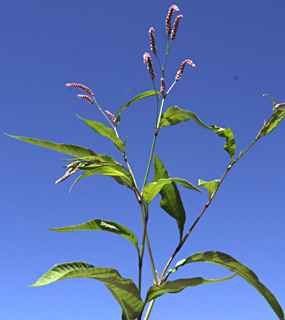 מג'דל שמס - גולן, ספטמבר. צילום: © שמעון כהן-סיוון