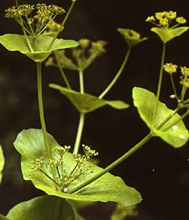 צילום: © מייק לבנה