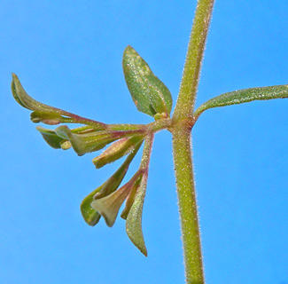 צומת רימונים מדבר שומרון, 6-4-2009. צילום: © עוז גולן