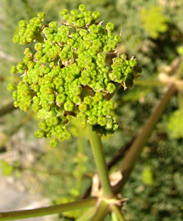 חרמון, ספטמבר. צילום: © ערגה אלוני