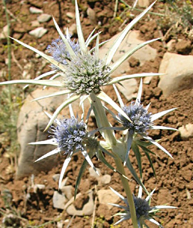 חרמון. צילום: © ערגה אלוני