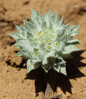 דולינת הגלגל חרמון, 6-2016. צילום: © איתן שפירא