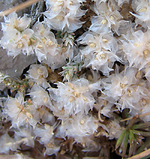  חרמון, ספטמבר. צילום: © ערגה אלוני