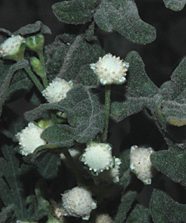 קרית אתא, אוקטובר. צילום: © יהודה מרטה