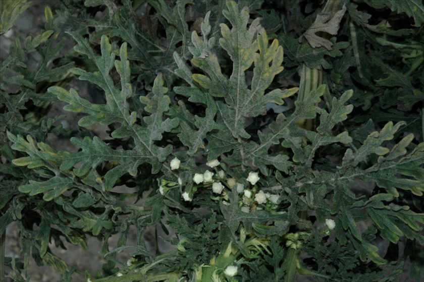 עלים. צילום: יהודה מרטה