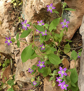 נחל צלמון, 4-2022. צילום: © עירית צוק קובצ'י 