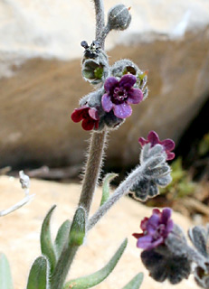 חרמון, 14-5-09. צילום: © ערגה אלוני