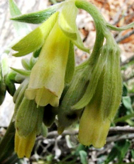 עמק בולען חרמון, 16-5-10. צילום: © יואב גרטמן