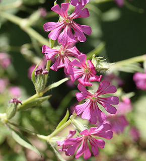 גן בוטני נאות קדומים, 4-2021. צילום: © שרה גולד