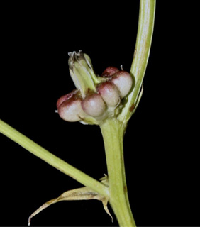 קרן ברתות נחל כזיב, 26-5-09. צילום: © שמעון כהן-סיוון