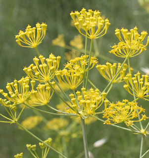 כרמל, 5-2011, צילום: © שרה גולד