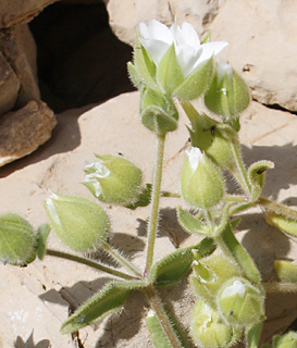 חרמון, 14-5-09. צילום: © ערגה אלוני