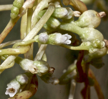 בטייחה, 8-09. צילום: © שמעון כהן-סיוון