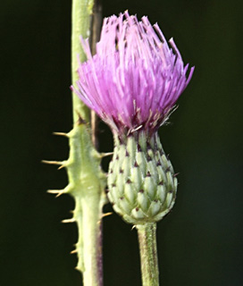 צילום: © שמעון כהן-סיוון