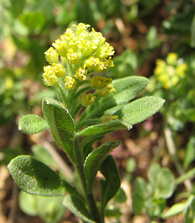 הר שקד - חרמון, 5-2010. צילום: © איתן שפירא