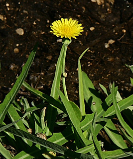 עיינות צוקים - ים המלח, נובמבר. צילום: © אלי ליבנה