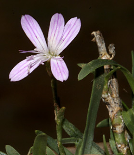 חרמון, אוקטובר. צילום: © שמעון כהן-סיוון