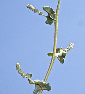 עמק בית שאן. צילום: © שמעון כהן-סיוון