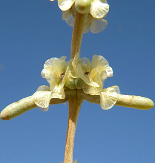 ערבה, דצמבר. צילום: © מורי חן