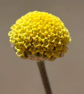 חרמון. צילום: © שמעון כהן-סיוון