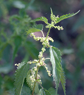 הגן של אילן טל , 5-2018. צילום: © שרה גולד