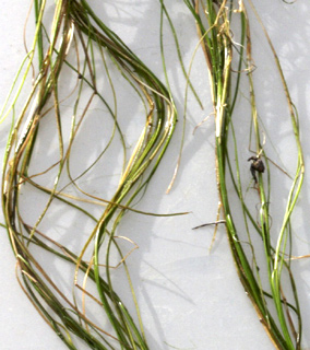 נובמבר. צילום: © שמעון כהן-סיוון