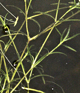 צילום: © שמעון כהן-סיוון