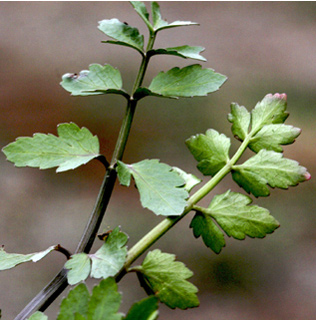 צילום: © שמעון כהן-סיוון  