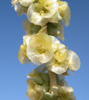 ערבה, נובמבר. צילום: © מורי חן