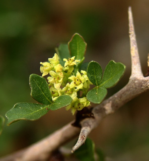 מעלה ערוד, 12/08. צילום: © אלי ליבנה