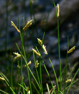עינות צוקים, 11-09. צילום: © אלי ליבנה