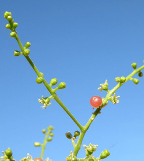 ערבה, 12/08. צילום: © מורי חן