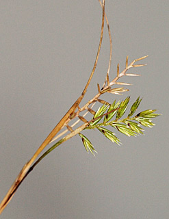 חולות נחל סכר, 4-2014. צילום: © דרור מלמד