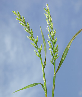 קיסריה, 27-5-2011. צילום: © דרור מלמד