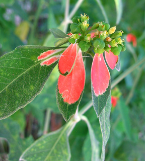 מטעי מושב גמזו. צילום: © שרה גולד